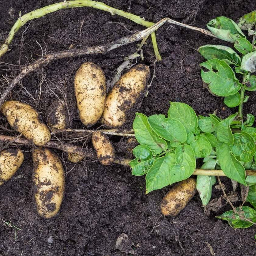 Yacon Root Seeds - Vegetable Plant