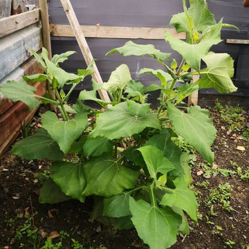 Yacon Root Seeds - Vegetable Plant