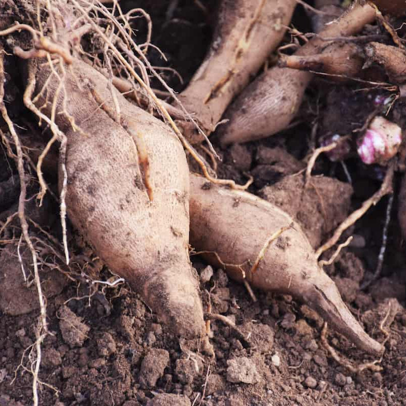 Yacon Seeds - Vegetable Plant for Home Gardens