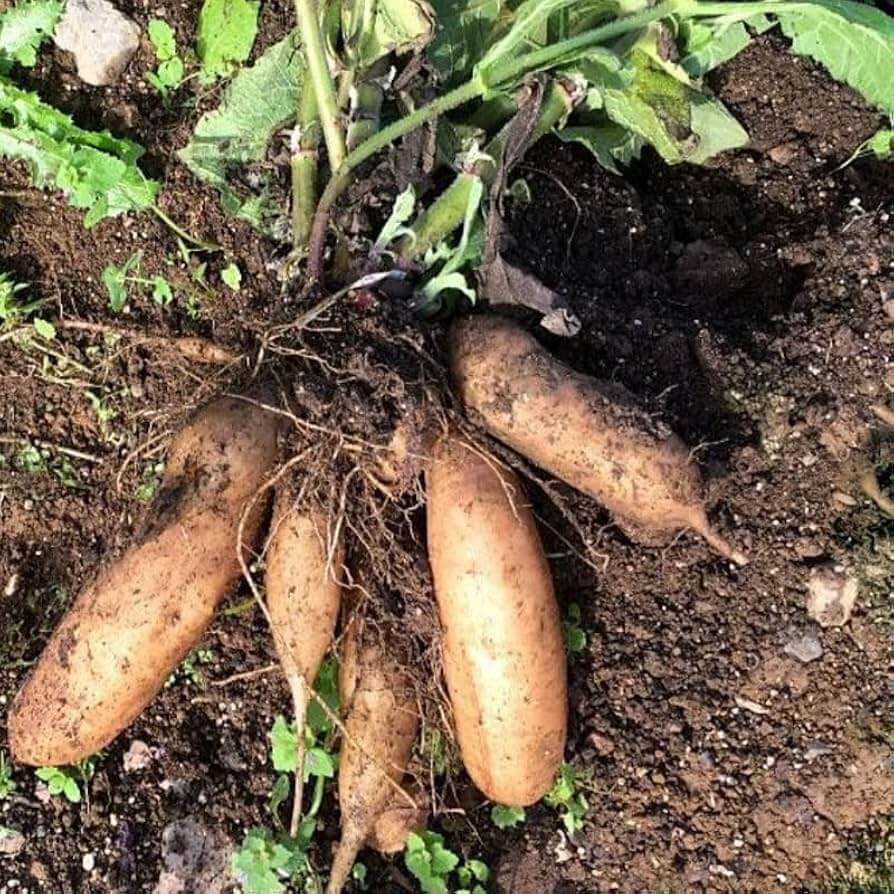 Yacon Seeds - Vegetable Plant for Home Gardens