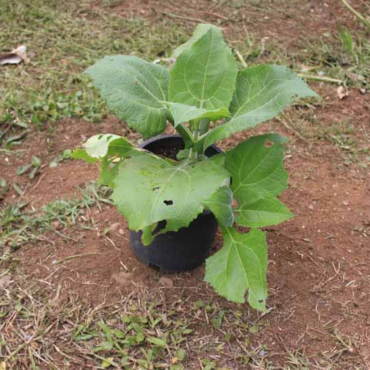 Yacon Tubers for Planting - Vegetable Plant