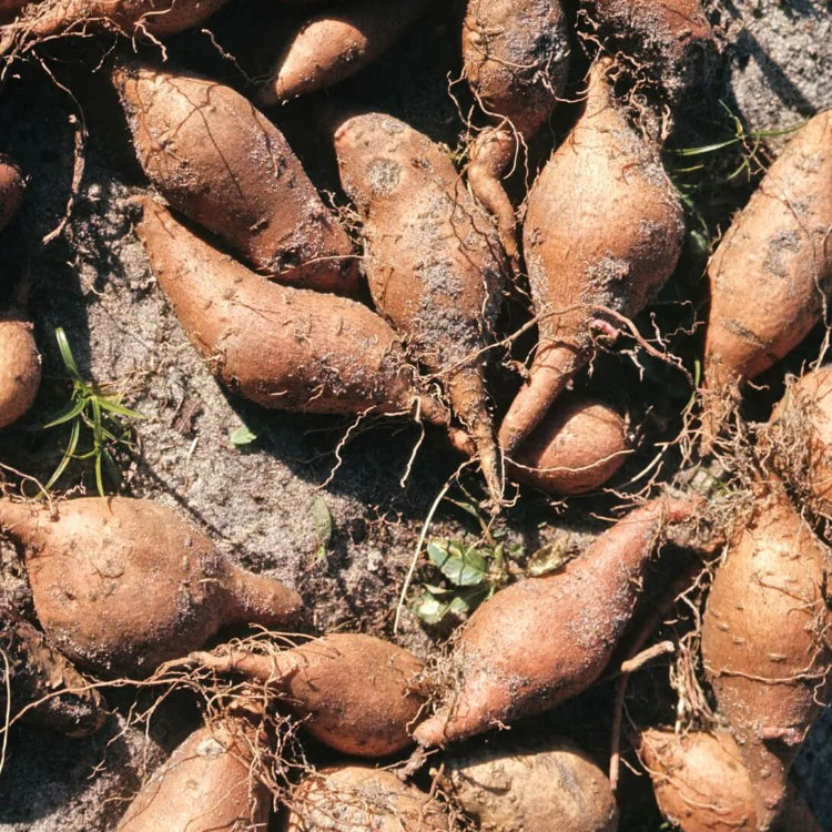 Yacon Tubers for Planting - Vegetable Plant