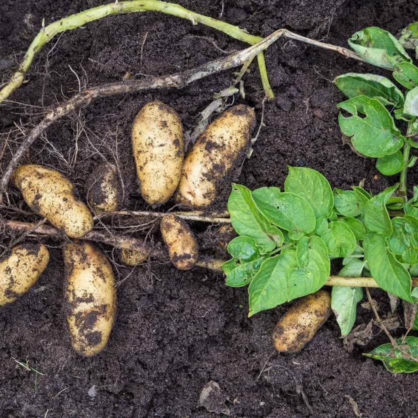 Yacon Tubers for Planting - Vegetable Plant