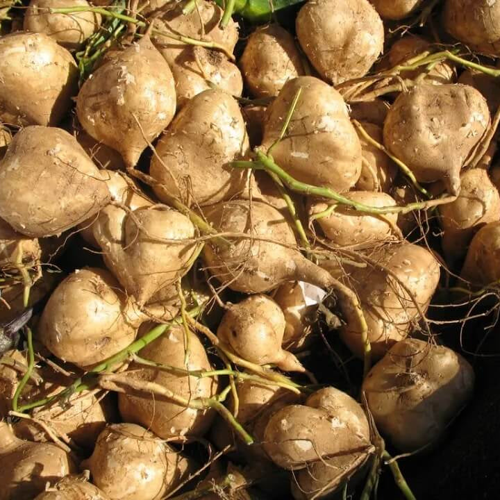 Yam Bean Seeds - Vegetable Plant