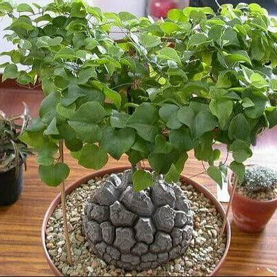 Yam Seeds – Dioscorea Elephantipes