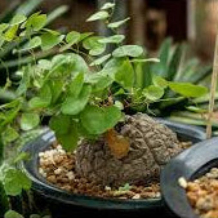 Yam Seeds – Dioscorea Elephantipes