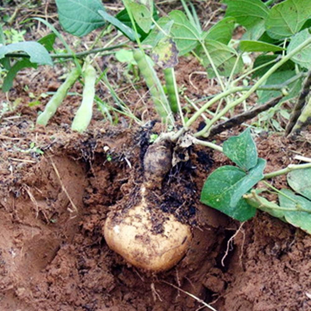 Yam Seeds