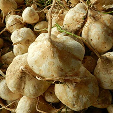 Yam Seeds
