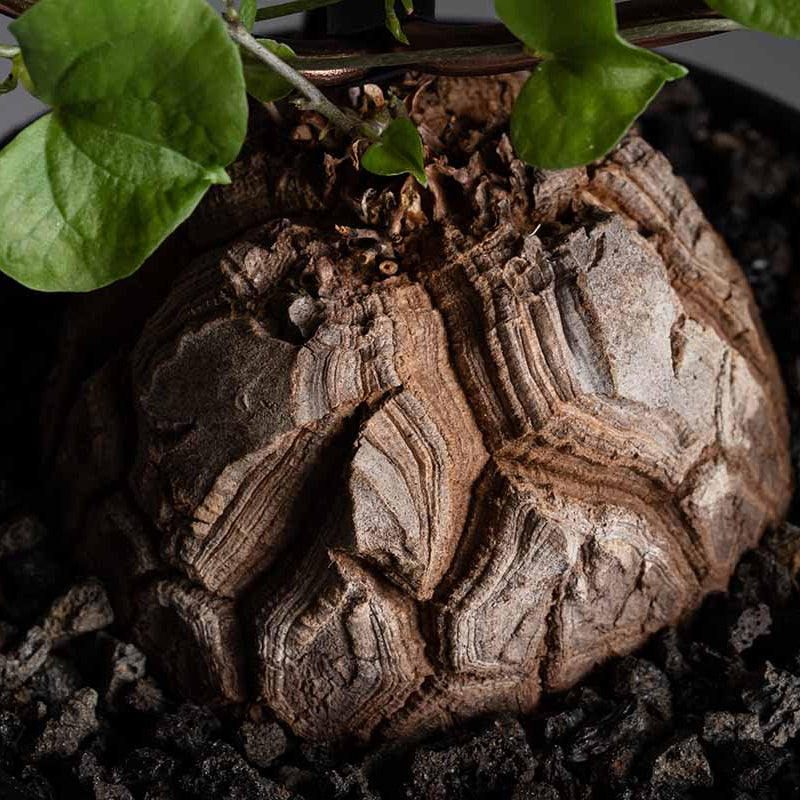 Yam Seeds – Dioscorea Elephantipes