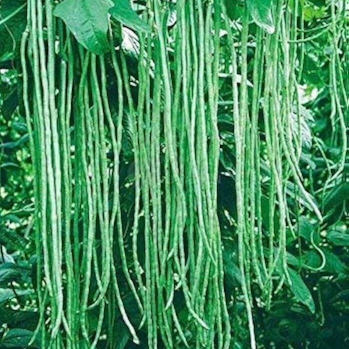 Yard Bean Seeds – Long Pod