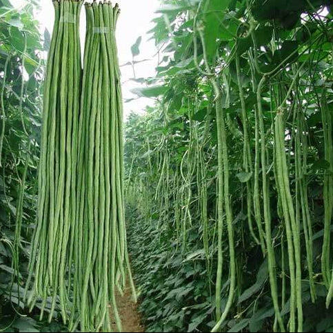 Yard Bean Seeds – Long Pod