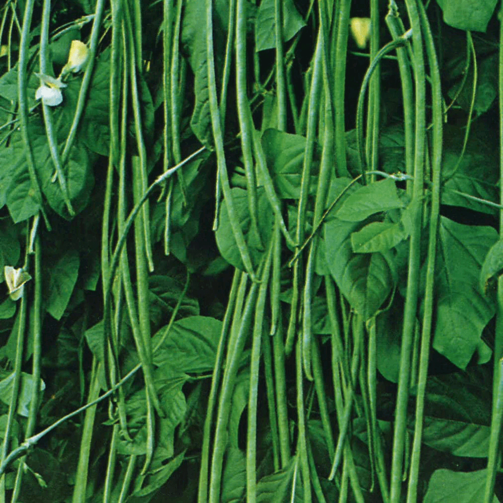Yard Bean Seeds – Long Pod