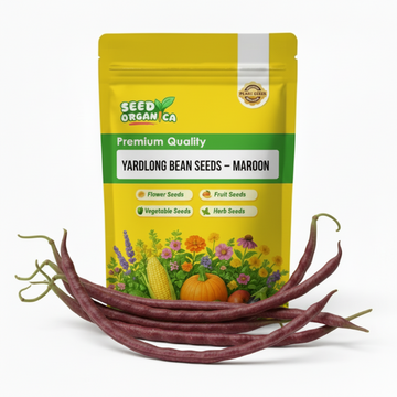Yardlong Bean Seeds – Maroon