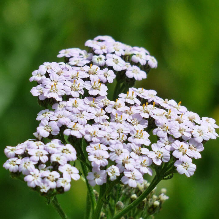 Yarrow Seeds - Achillea Millefolium Hardy Perennial