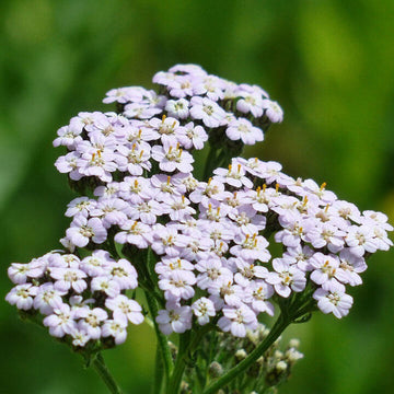 Yarrow Seeds - Achillea Millefolium Hardy Perennial