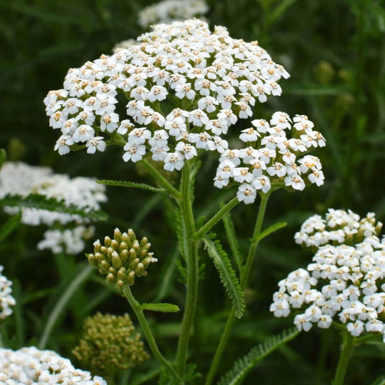 Yarrow Seeds - Achillea Millefolium Hardy Perennial