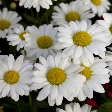 Yarrow Seeds - Hardy Perennial White Daisy