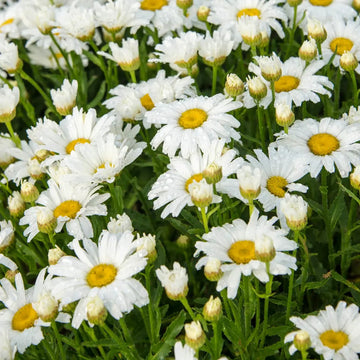 Yarrow Seeds - Hardy Perennial White Daisy
