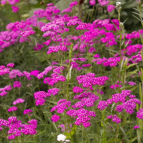 Yarrow Seeds - Pink
