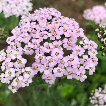 Yarrow Seeds – Baby Pink
