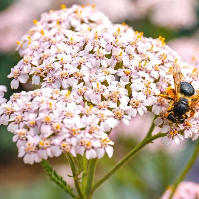 Yarrow Seeds – Baby Pink
