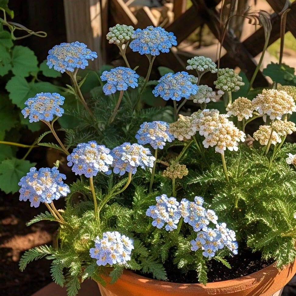 Yarrow Seeds – Blue