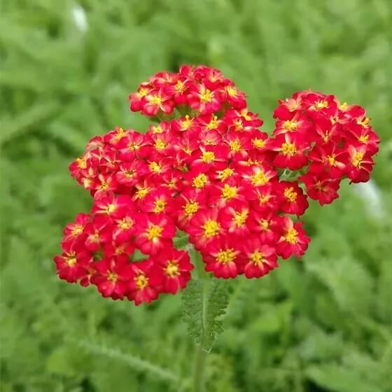 Yarrow Seeds – Colorado Red
