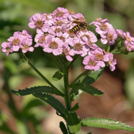 Yarrow Seeds – Love Parade Pink