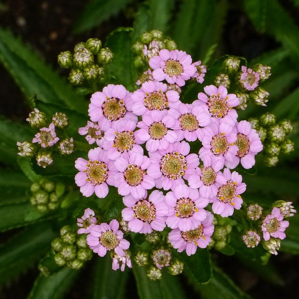 Yarrow Seeds – Love Parade Pink