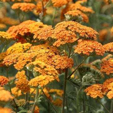 Yarrow Seeds – Orange