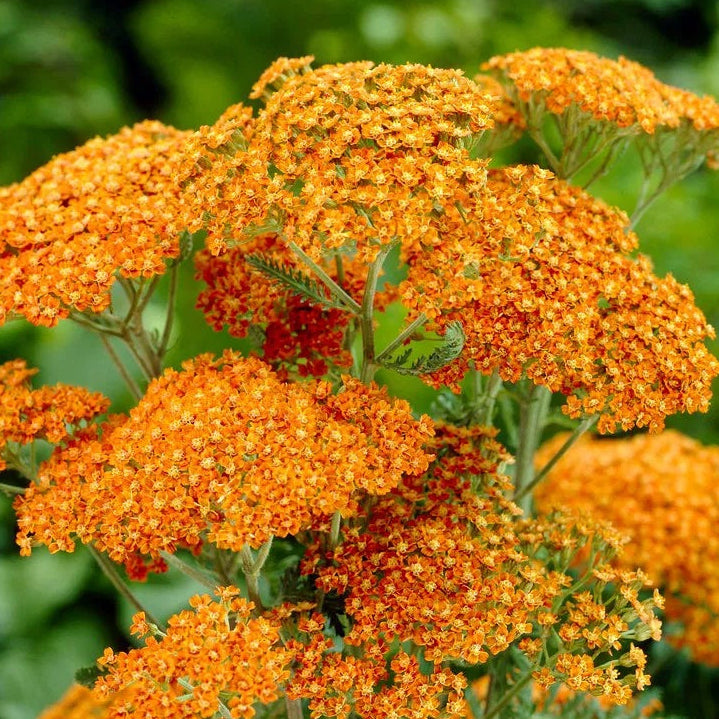 Yarrow Seeds – Orange