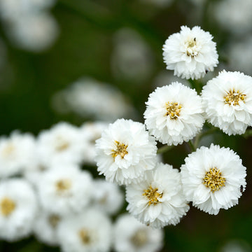 Yarrow Seeds – Pearl White