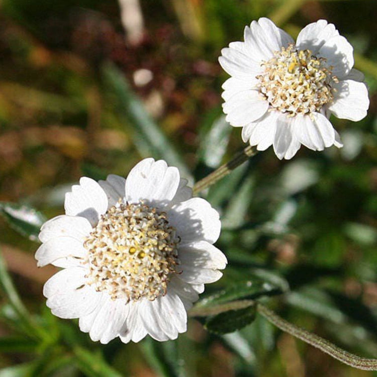 Yarrow Seeds – Pearl White