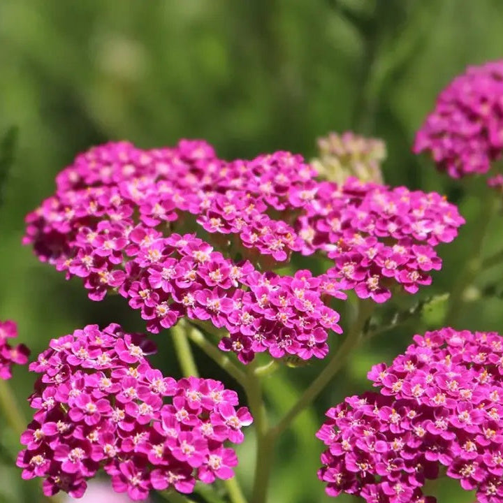 Yarrow Seeds – Pink