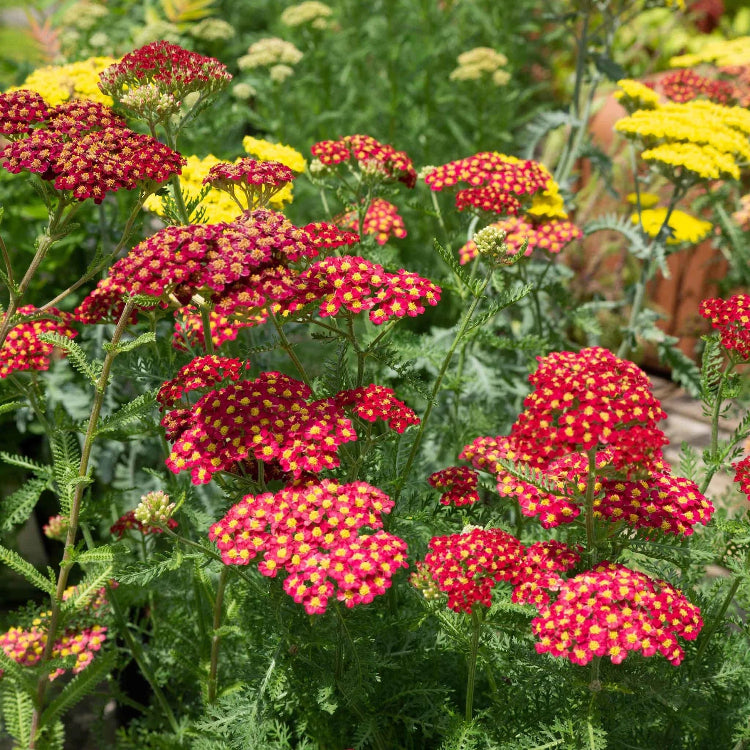Yarrow Seeds – Red
