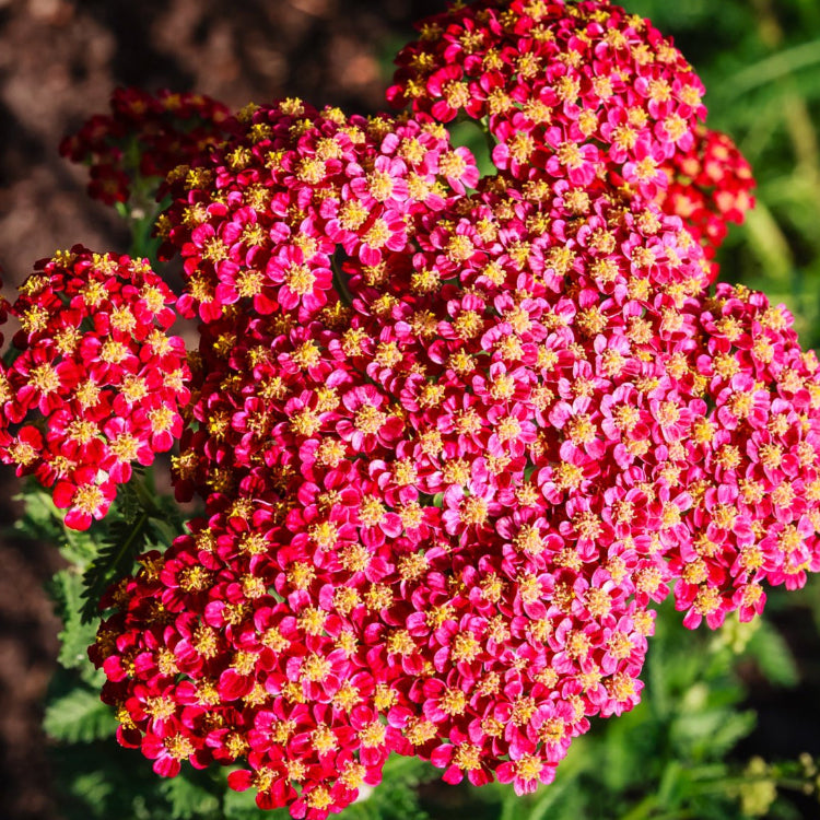 Yarrow Seeds – Red & Yellow
