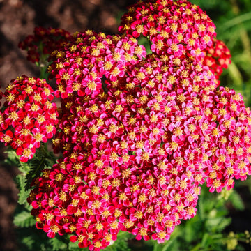Yarrow Seeds – Red & Yellow
