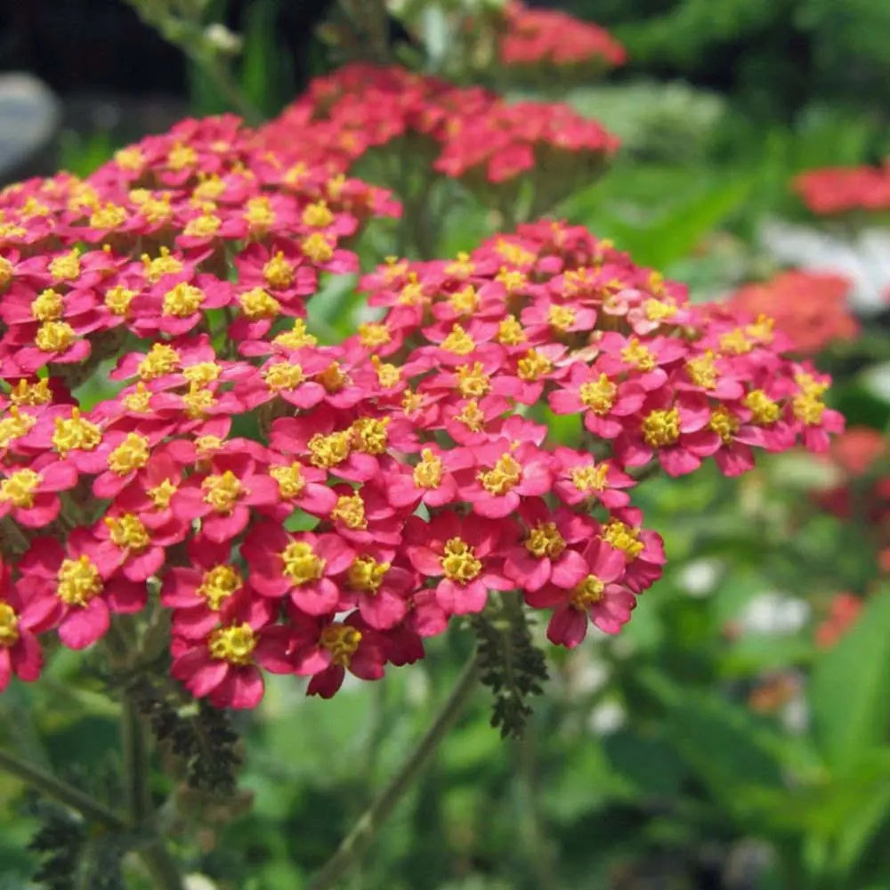 Yarrow Seeds – Red & Yellow
