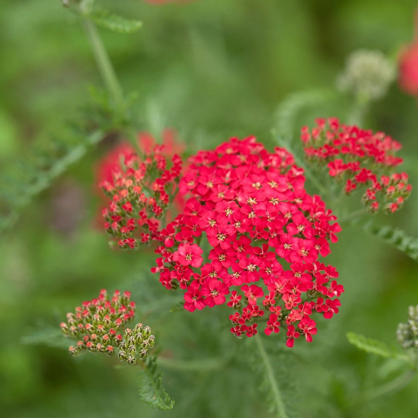 Yarrow Seeds – Red
