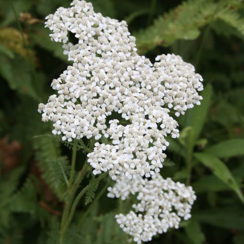 Yarrow Seeds - Achillea Millefolium Hardy Perennial