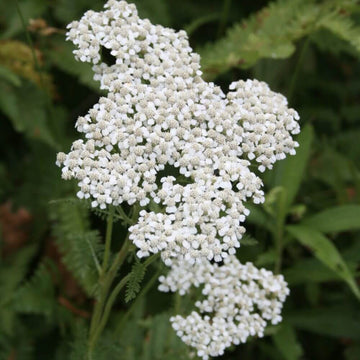 Yarrow Seeds - Achillea Millefolium Hardy Perennial