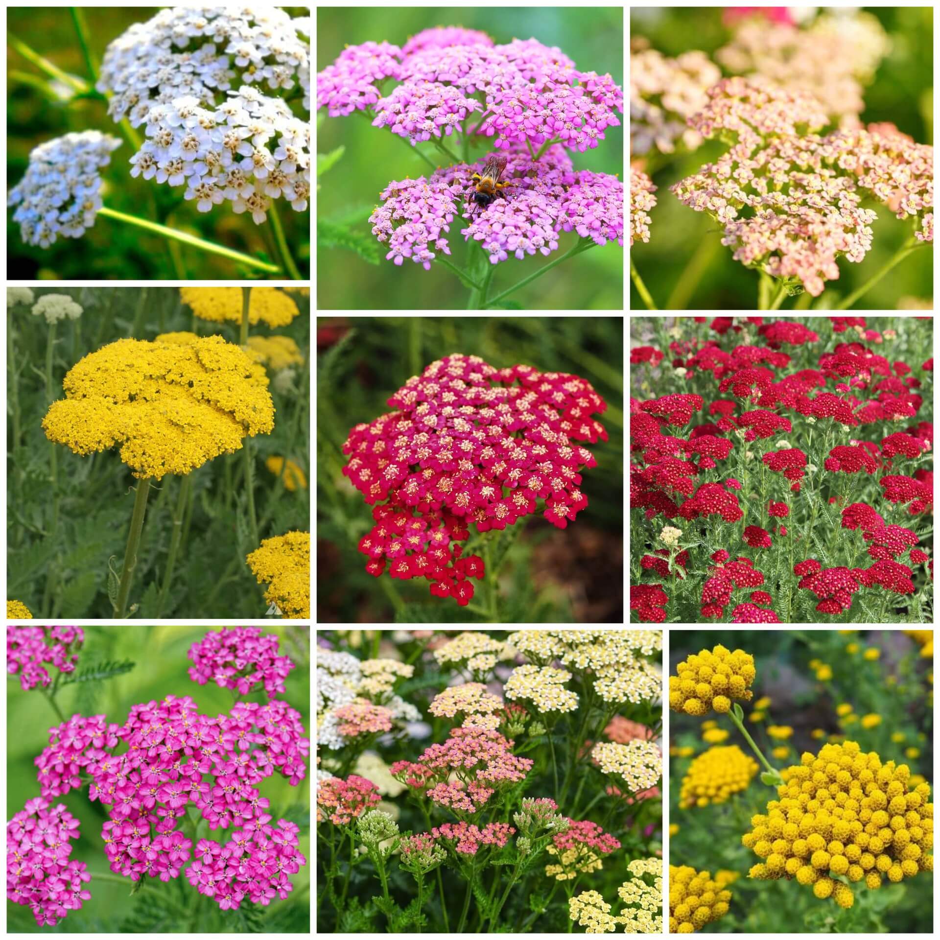 Yarrow Seeds -  All In One For Home Gardens