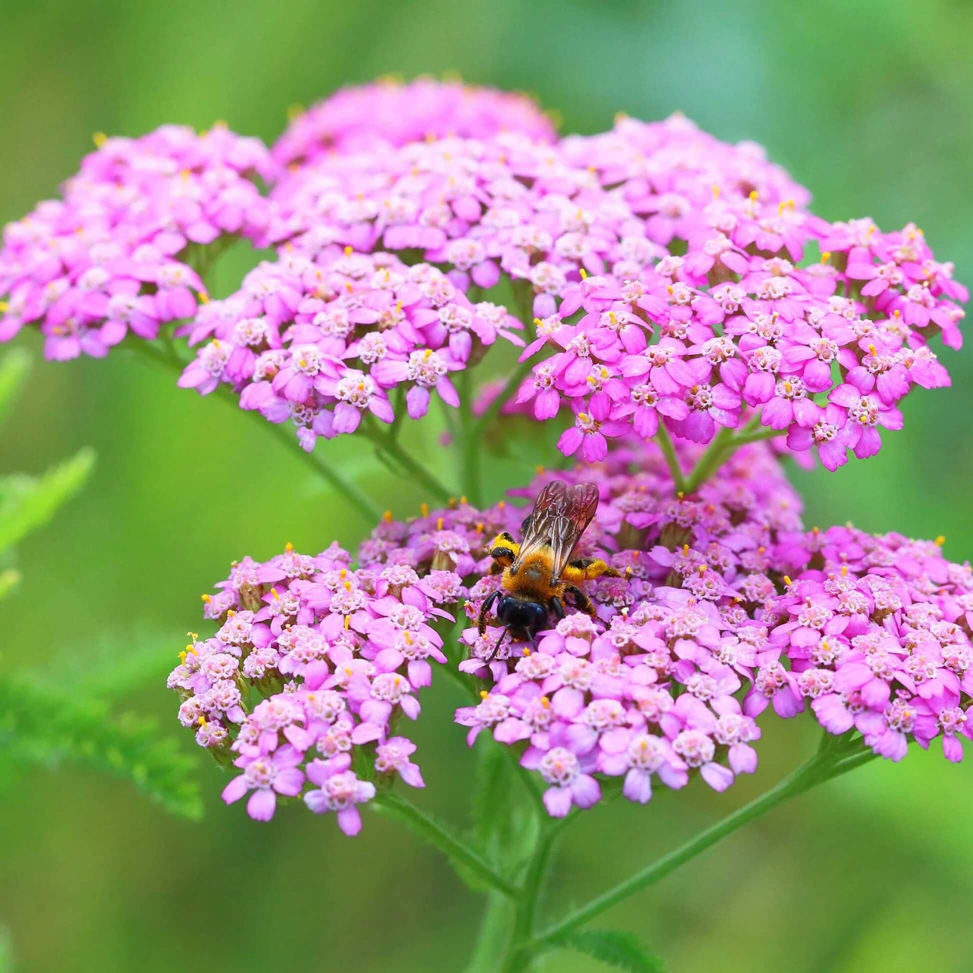 Yarrow Seeds -  All In One For Home Gardens