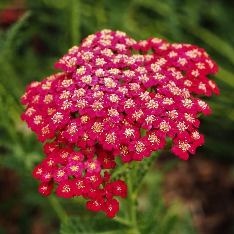 Yarrow Seeds -  All In One For Home Gardens