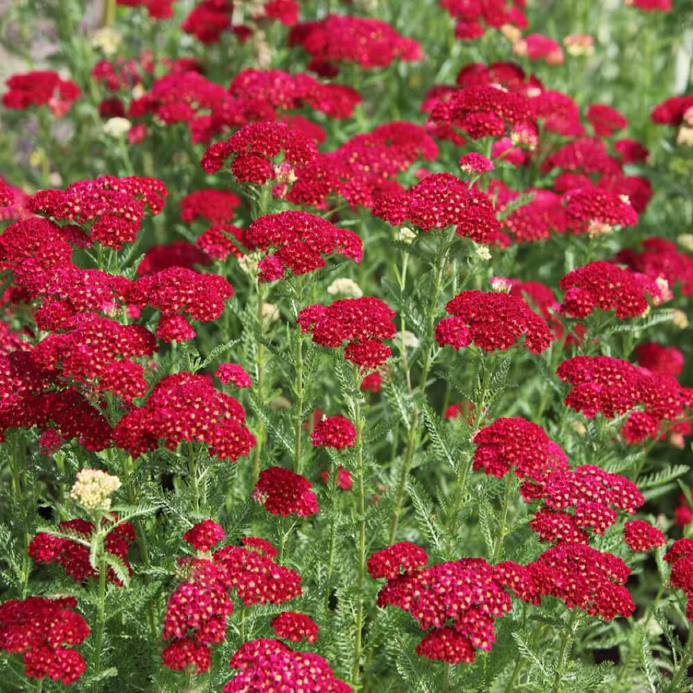 Yarrow Seeds -  All In One For Home Gardens