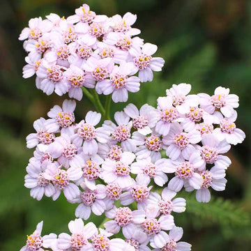 Yarrow Seeds – Baby Pink
