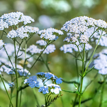 Yarrow Seeds – Blue