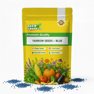 Yarrow Seeds – Blue