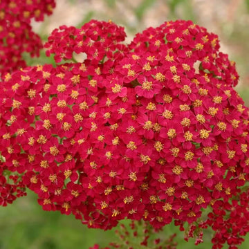 Yarrow Seeds – Colorado Red
