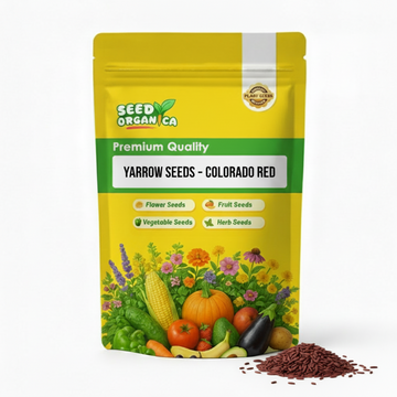 Yarrow Seeds – Colorado Red